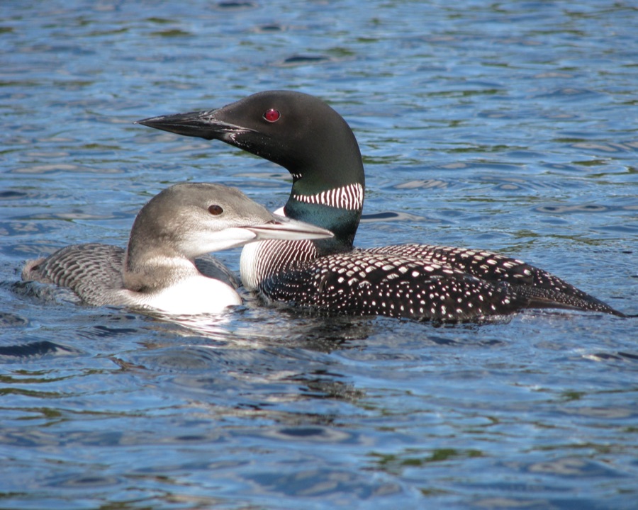 Couple de huards sur le lac
